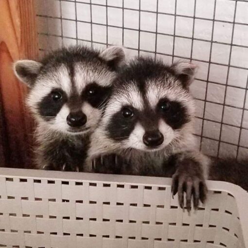 raccoonspets.com – 